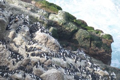 common murre BRD9601.JPG