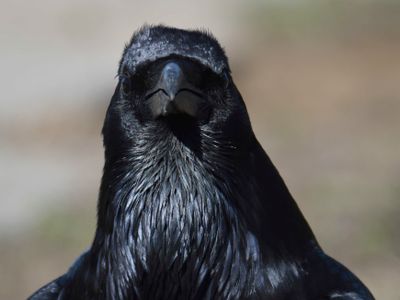 common raven BRD9385.JPG