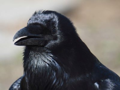 common raven_BRD9387.JPG