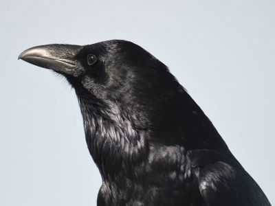 common raven BRD9414.JPG