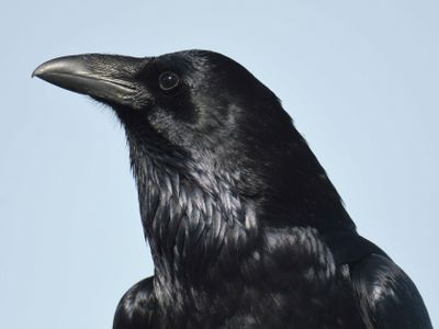 common raven BRD9419.JPG