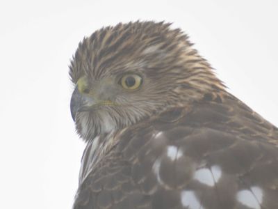 cooper's hawk BRD0032.JPG