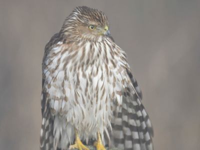 cooper's hawk BRD0049.JPG