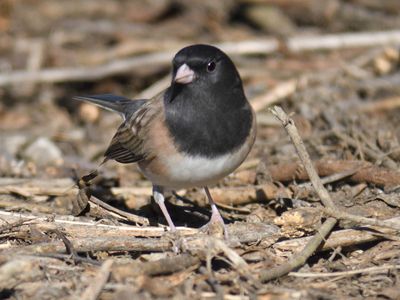 dark-eyed junco BRD9393.JPG