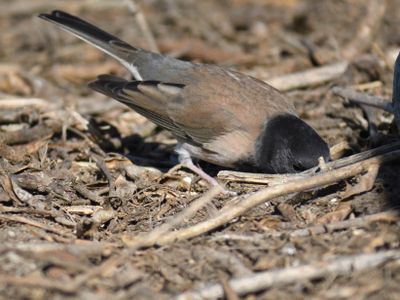 dark-eyed junco BRD9395.JPG