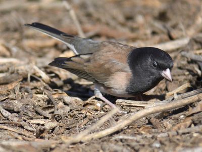 dark-eyed junco BRD9396.JPG