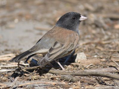 dark-eyed junco BRD9398.JPG
