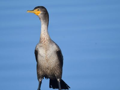 double-crested cormorant BRD9820.JPG