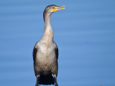 double-crested cormorant BRD9821.JPG