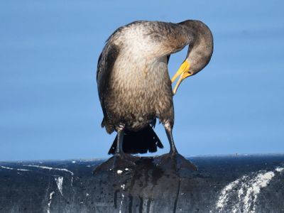 double-crested cormorant BRD9822.JPG