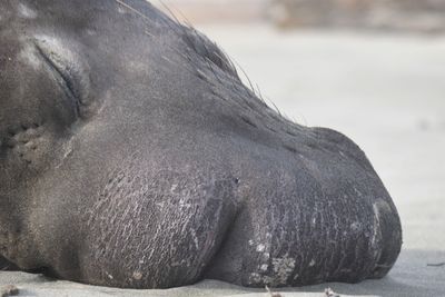elephant seal BRD9546.JPG