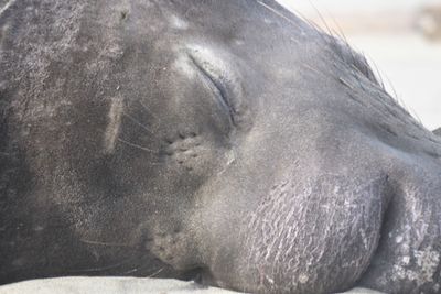 elephant seal BRD9547.JPG