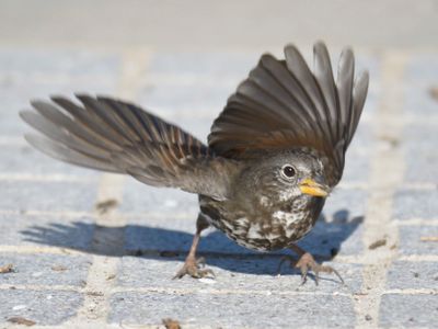 fox sparrow BRD9410.JPG