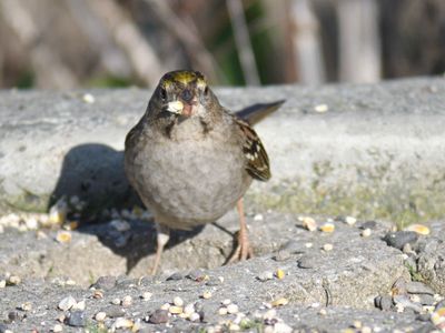 golden-crowned sparrow BRD9941.JPG