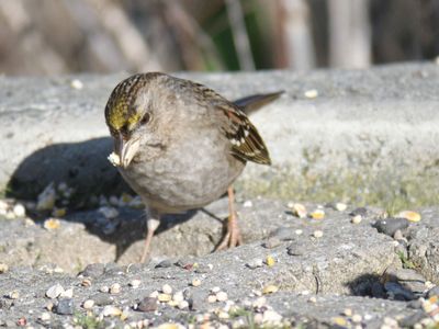 golden-crowned sparrow BRD9942.JPG