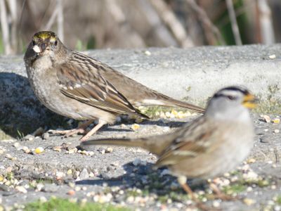 golden-crowned sparrow BRD9945.JPG