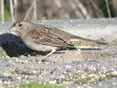 golden-crowned sparrow BRD9946.JPG