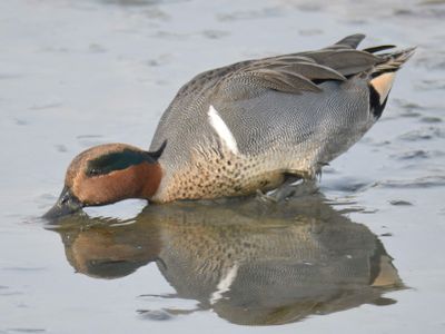 green-winged teal BRD0221.JPG