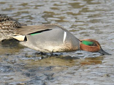green-winged teal BRD0231.JPG