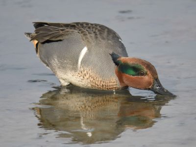 green-winged teal BRD0238.JPG