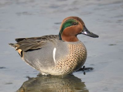 green-winged teal BRD0240.JPG