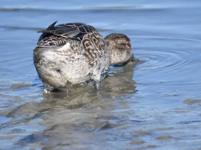 green-winged teal BRD9656.JPG
