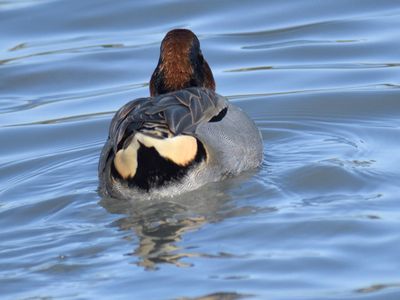 green-winged teal BRD9660.JPG