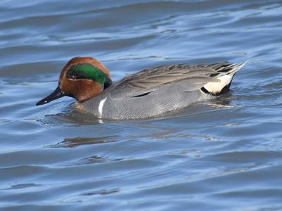 green-winged teal RD9662.JPG