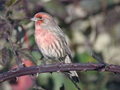 house finch BRD9773.JPG
