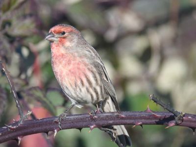house finch BRD9775.JPG