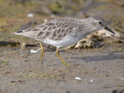 least sandpiper BRD9550.JPG