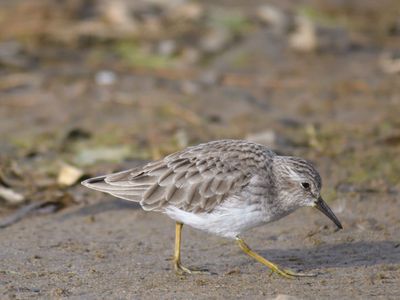 least sandpiper BRD9551.JPG