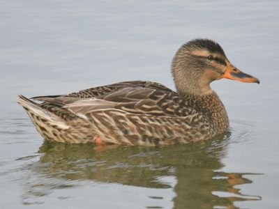mallard BRD9476.JPG