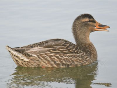 mallard BRD9477.JPG