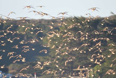 marbled godwit BRD9887.JPG