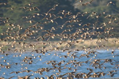 marbled godwit BRD9888.JPG