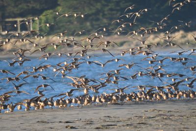 marbled godwit BRD9889.JPG