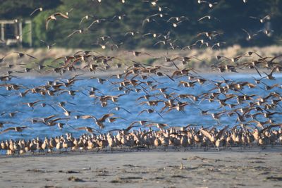 marbled godwit BRD9890.JPG