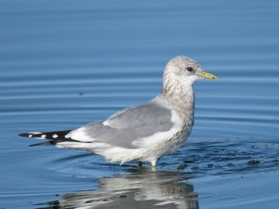 short-billed gull BRD9826.JPG