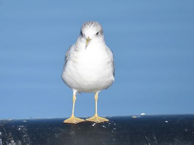 short-billed gull BRD9829.JPG