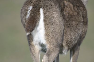mule deer BRD9584.JPG