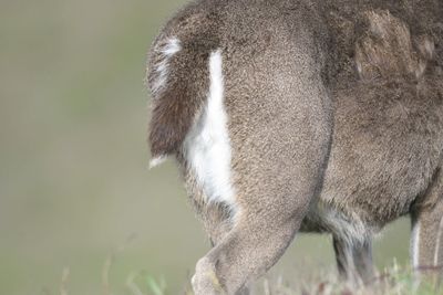 mule deer BRD9589.JPG
