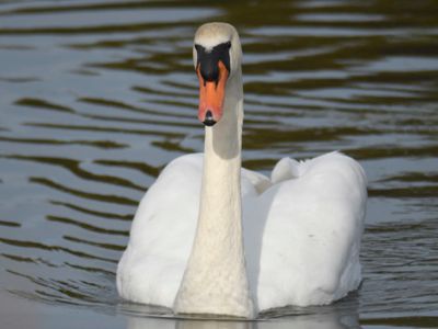 mute swan BRD0125.JPG
