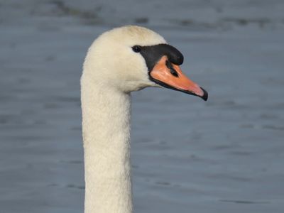 mute swan BRD0126.JPG