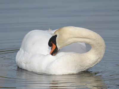 mute swan BRD0138.JPG