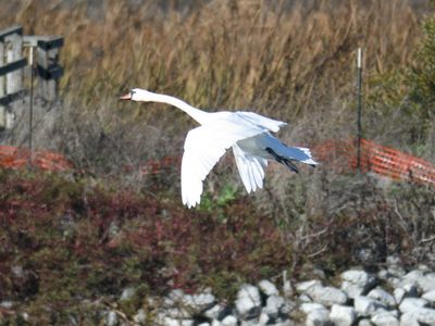 mute swan BRD9832.JPG