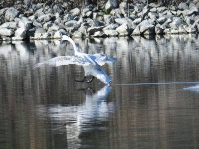 mute swan BRD9835.JPG