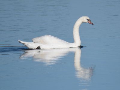 mute swan BRD9842.JPG