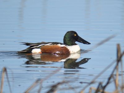 northern shoveler BRD9879.JPG