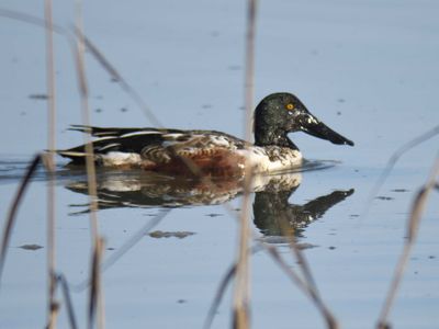 northern shoveler BRD9880.JPG